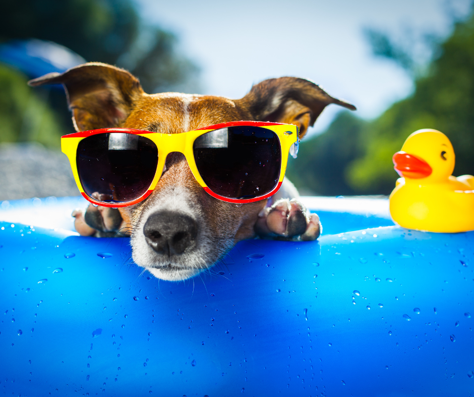 summertime heat and dogs -cbd dog treats blog