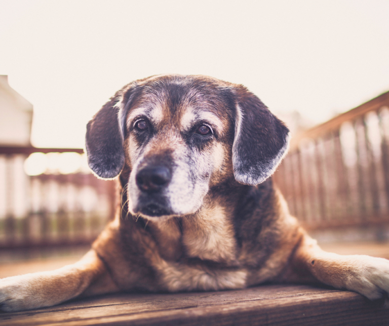 Caring for an Elderly Dog Tips and Tricks to help make your and your dog's life easier - cbd dog treats blog