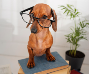 Resource page, blogs, cbd dog treats - image of dachshund wearing glasses on standing atop a pile of books
