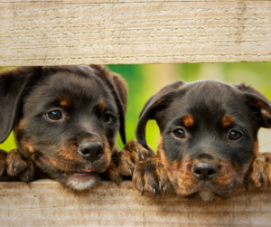 Resource page, testimonials, cbd dog treats - image of two dogs looking through a slot in a fence