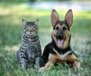 Resource page, faqs, cbd dog treats - iamge of a german shepard puppy laying to a sitting tabby cat outside in grass