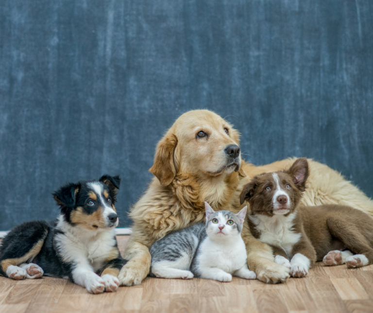 What to know before getting a pet choosing the right pet for you - cbd dog treats blog