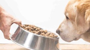 Top 5 Signs Your Dog Might Benefit from CBD Treats